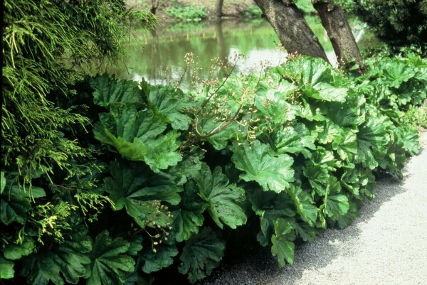 Darmera peltata