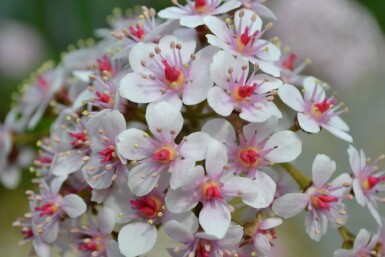 Darmera peltata