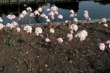 Darmera peltata