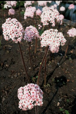 Darmera peltata