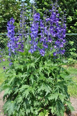 Delphinium elatum 'Black Knight'