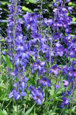 Delphinium elatum 'Black Knight'