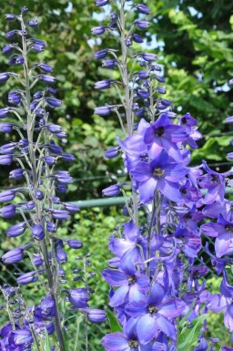 Delphinium elatum 'Black Knight'