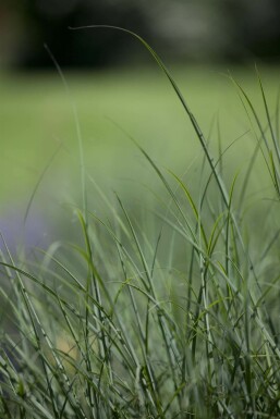 Deschampsia cespitosa Tuvtåtel 5-10 i kruka P9