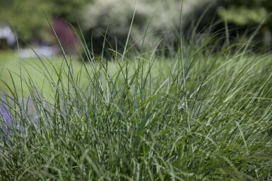 Deschampsia cespitosa Tuvtåtel 5-10 i kruka P9