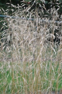 Deschampsia cespitosa 'Goldschleier'