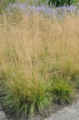 Deschampsia cespitosa 'Goldtau' Tuvtåtel 5-10 i kruka P9