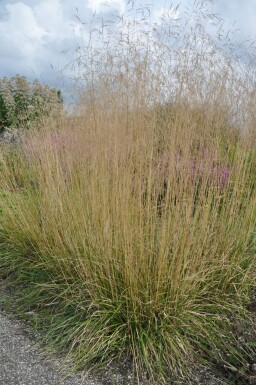 Deschampsia cespitosa 'Goldtau' Tuvtåtel 5-10 i kruka P9