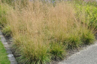 Deschampsia cespitosa 'Goldtau' Tuvtåtel 5-10 i kruka P9