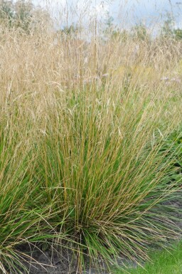 Deschampsia cespitosa 'Goldtau' Tuvtåtel 5-10 i kruka P9