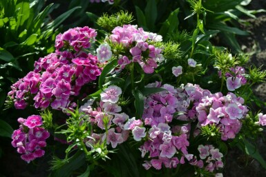 Dianthus barbatus 'Indianer Teppich' Borstnejlika 5-10 i kruka P9