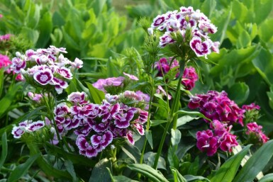 Dianthus barbatus 'Indianer Teppich' Borstnejlika 5-10 i kruka P9