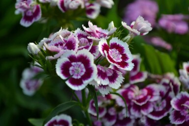 Dianthus barbatus 'Indianer Teppich' Borstnejlika 5-10 i kruka P9