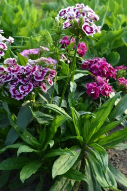 Dianthus barbatus 'Indianer Teppich' Borstnejlika 5-10 i kruka P9