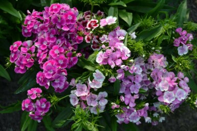 Dianthus barbatus 'Indianer Teppich' Borstnejlika 5-10 i kruka P9