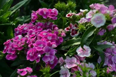 Dianthus barbatus 'Indianer Teppich' Borstnejlika 5-10 i kruka P9