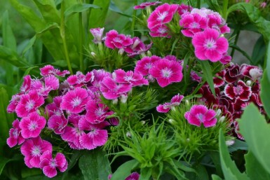 Dianthus barbatus 'Indianer Teppich' Borstnejlika 5-10 i kruka P9