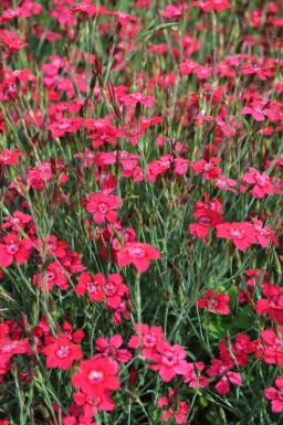 Dianthus deltoides 'Brilliant' Backnejlika 5-10 i kruka P9