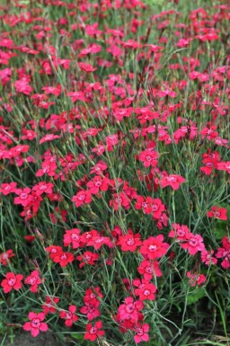 Dianthus deltoides 'Brilliant' Backnejlika 5-10 i kruka P9