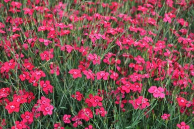 Dianthus deltoides 'Brilliant' Backnejlika 5-10 i kruka P9