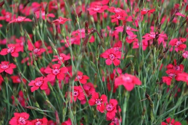 Dianthus deltoides 'Brilliant' Backnejlika 5-10 i kruka P9