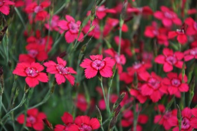 Dianthus deltoides 'Brilliant' Backnejlika 5-10 i kruka P9