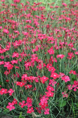 Dianthus deltoides 'Brilliant' Backnejlika 5-10 i kruka P9