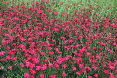 Dianthus deltoides 'Brilliant' Backnejlika 5-10 i kruka P9