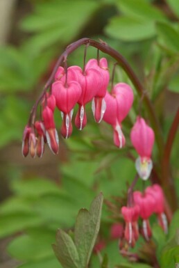 Dicentra spectabilis