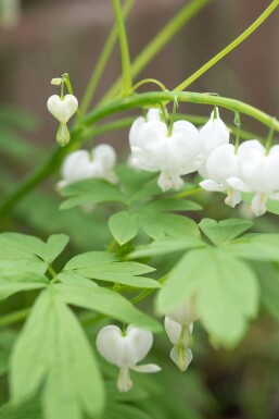 Dicentra spectabilis 'Alba' Löjtnantshjärta 5-10 i kruka P9