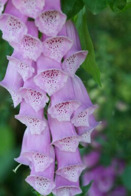 Digitalis purpurea Fingerborgsblomma 5-10 i kruka P9