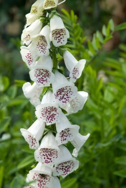 Digitalis purpurea 'Alba'