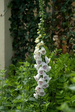 Digitalis purpurea 'Alba'