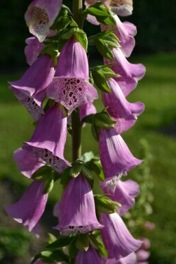 Digitalis purpurea 'Gloxiniiflora'