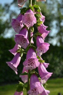 Digitalis purpurea 'Gloxiniiflora'