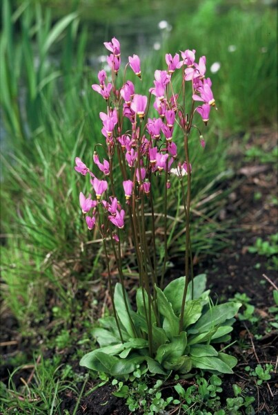 Dodecatheon meadia