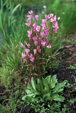 Dodecatheon meadia Tolvgudablomssläktet 5-10 i kruka P9