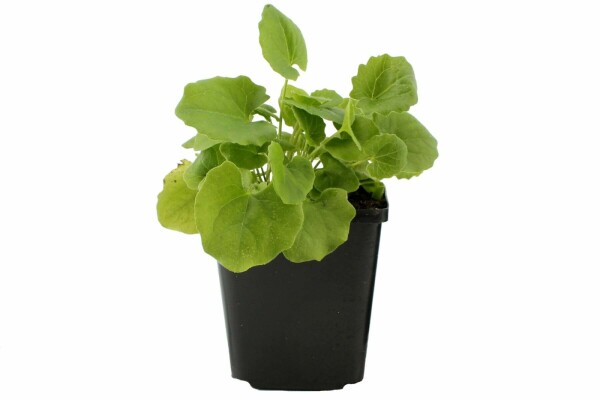 Plant eigenschappen