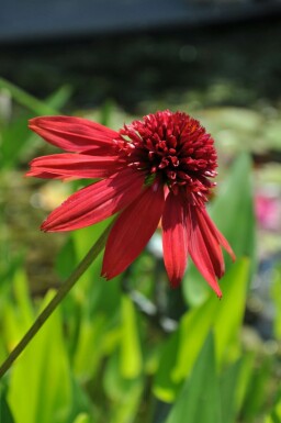 Echinacea 'Eccentric' Solhatt 5-10 i kruka P9