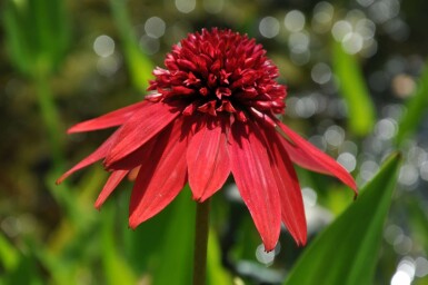 Echinacea 'Eccentric' Solhatt 5-10 i kruka P9