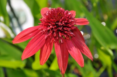 Echinacea 'Eccentric' Solhatt 5-10 i kruka P9