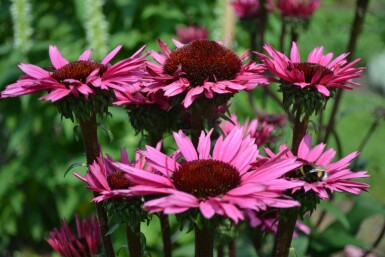 Echinacea 'Fatal Attraction'