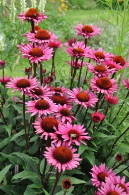 Echinacea 'Fatal Attraction'