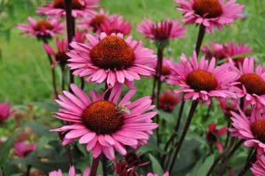 Echinacea 'Fatal Attraction'