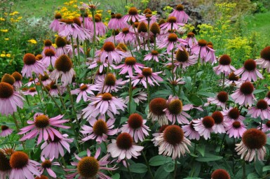 Echinacea purpurea