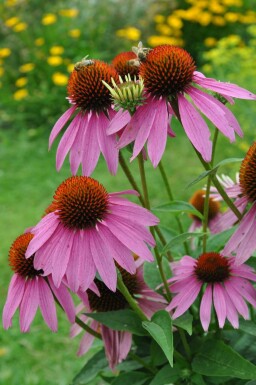 Echinacea purpurea