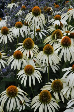 Echinacea purpurea 'Alba' Solhatt 5-10 i kruka P9