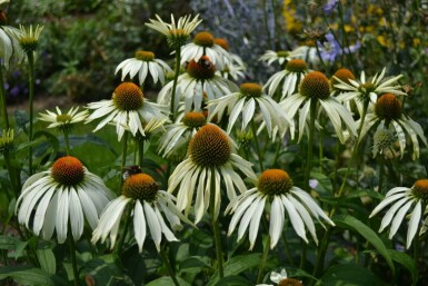 Echinacea purpurea 'Alba' Solhatt 5-10 i kruka P9