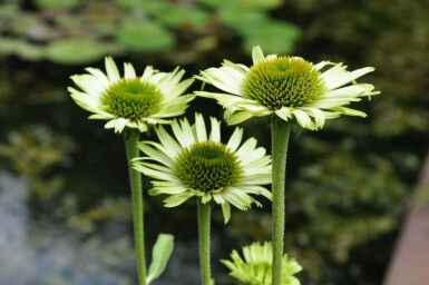 Echinacea purpurea 'Green Jewel' Röd solhatt 5-10 i kruka P9