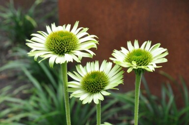 Echinacea purpurea 'Green Jewel' Röd solhatt 5-10 i kruka P9